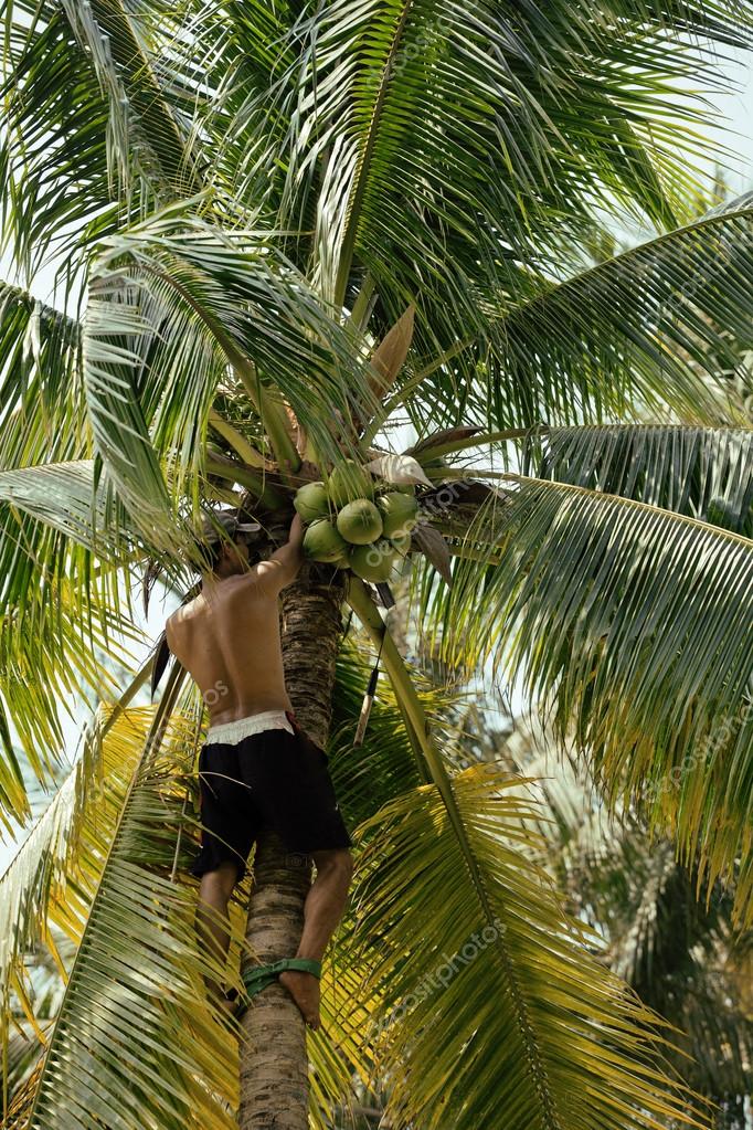Download - Close up of professional climber on coconut tree gathering cocon...