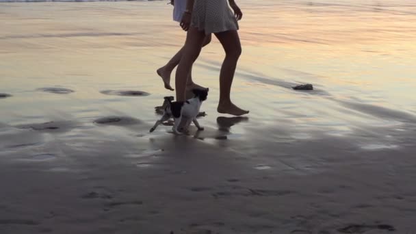 ビーチで犬と二人の女性 — ストック動画