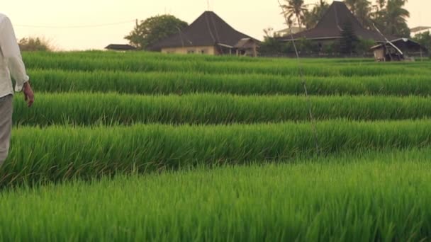Hombre caminando a través del campo de arroz — Vídeos de Stock