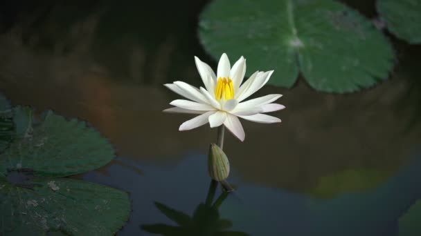 Красивая белая лилия — стоковое видео