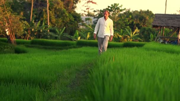 Hombre caminando a través del campo de arroz — Vídeos de Stock