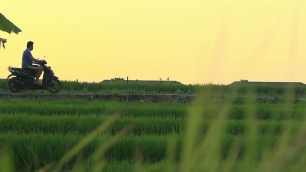 Man riding motorbike through rice field — Stock Video