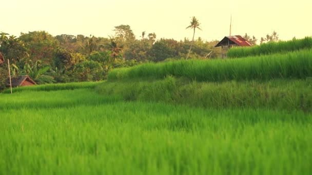 Campo de arroz en Bali — Vídeos de Stock