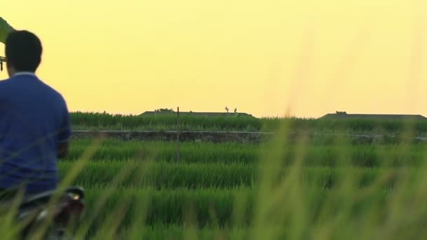 People riding motorbike through rice field — Stock Video