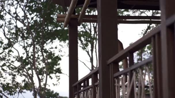 Young man stretching arms on terrace — Stock Video