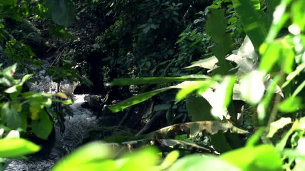 Uitzicht op de rivier in de jungle — Stockvideo