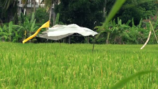 Campo de arroz con redes anti aves en Bali — Vídeos de Stock