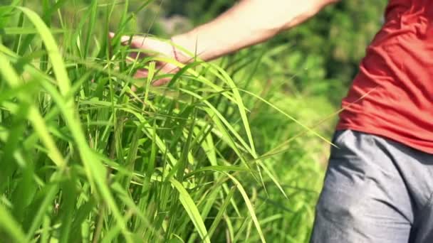 Hombre caminando por el campo y tocando hierba — Vídeos de Stock