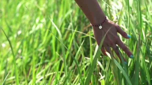 Mulher caminhando através do campo e tocando grama — Vídeo de Stock