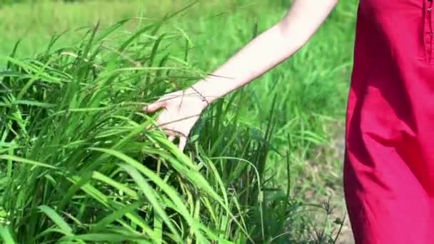 Женщина ходит по полю и касается травы — стоковое видео