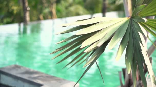Palmeira tropical perto da piscina — Vídeo de Stock
