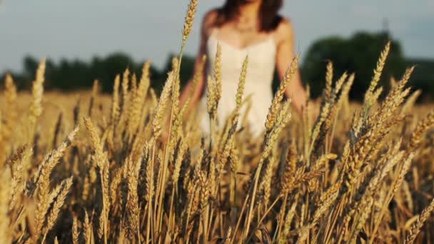 Mujer caminando a través del campo de trigo — Vídeos de Stock