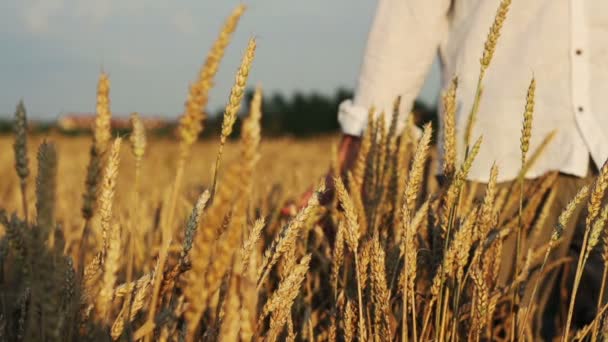 Hombre caminando a través del campo de trigo — Vídeo de stock