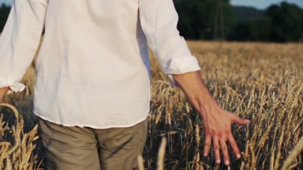 Šťastný muž běží v pšeničné pole — Stock video