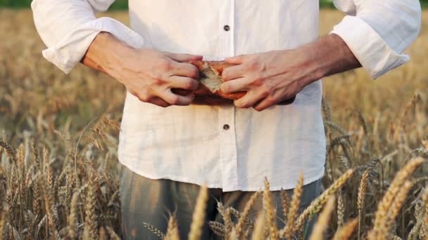 Человек разрывает наполовину буханку хлеба на пшеничном поле — стоковое видео