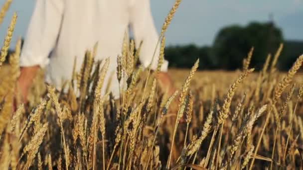 Homme marchant dans le champ de blé — Video