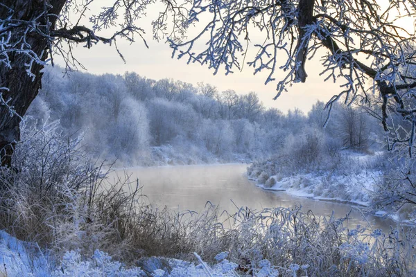 Foggy Morgon Det Dimma Floden Frost Trädgrenar Och Gräs — Stockfoto