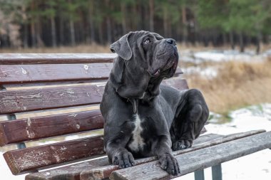 Cane Corso İtalyan bir bankta uzanıp gökyüzüne bakıyor.