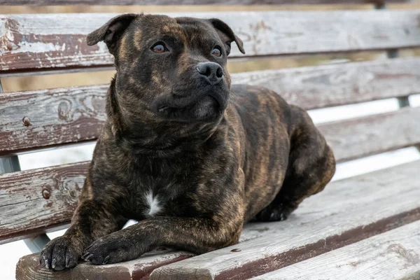 Gefokte Staffordshire Bull Terrier Bank Kijkend Naar Lucht — Stockfoto