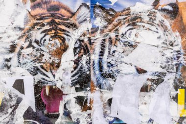 Kaplanlı sirk posteri. Eski grunge yırtılmış vintage kolaj renkli. Sokak posterleri buruşmuş kağıt yüzey levha dokusu arka plan