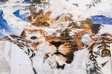 Kaplanlı sirk posteri. Eski grunge yırtılmış vintage kolaj renkli. Sokak posterleri buruşmuş kağıt yüzey levha dokusu arka plan