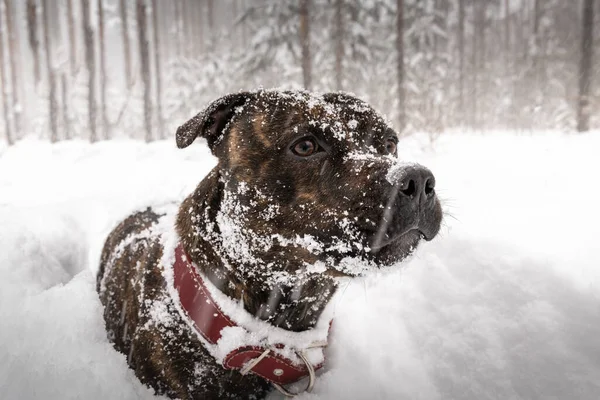 Purebred Staffordshire Bull Terrier Het Bos Een Diepe Sneeuwval Grote — Stockfoto