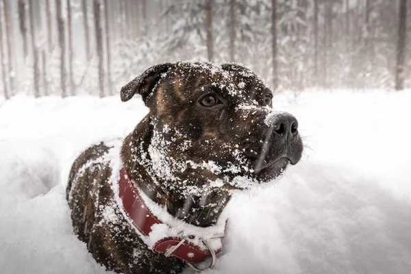 Fajtatiszta Staffordshire Bull Terrier Erdőben Egy Mély Hóviharban Nagy Bolyhos — Stock Fotó