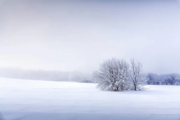Textura Ondas Neve Primeiro Plano Brilhante Luz Solar Uma Árvore — Fotografia de Stock