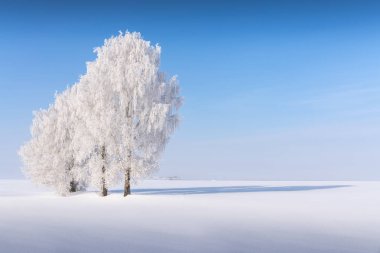 Üç dal kalın beyaz don ile kaplıdır. Sis üzerinde mavi gökyüzü. Pofuduk Huş ağaçlarının arkasında sislerin arasından bir köy görülüyor.