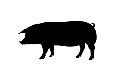 Beyaz arka planda siyah domuz silueti
