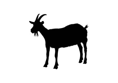 Beyaz arka planda siyah keçi