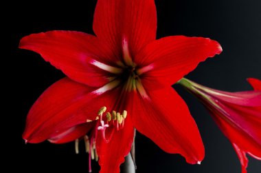 Çiçekler koyu arka plan ile