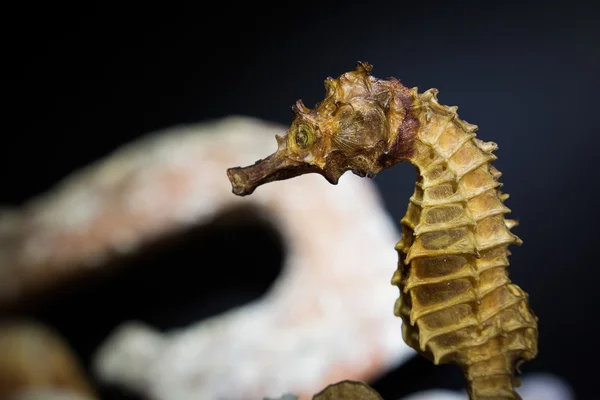 Deniz yatağı üzerinde koyu arka plan fotoğrafı