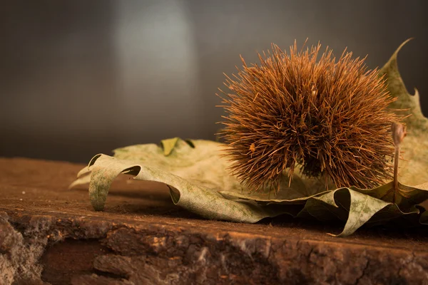 kıvırcık kestane koyu arka plan üzerinde fotoğrafı