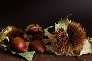 Kestane kirpi ve fotoğraflanan ahşap altlığı