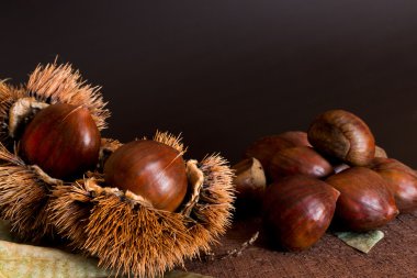 Kestane kirpi ve fotoğraflanan ahşap altlığı
