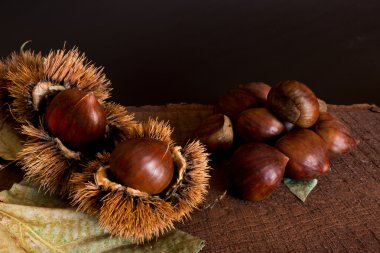 Kestane kirpi ve fotoğraflanan ahşap altlığı