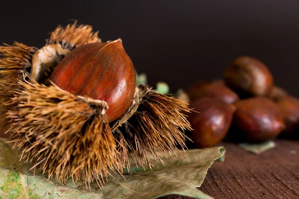 Chestnuts hedgehogs and photographed on a wood base — Stock Photo, Image