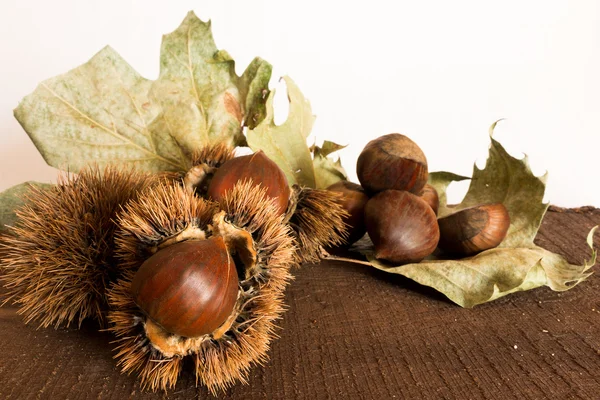Curly and chestnuts — Stock Photo, Image