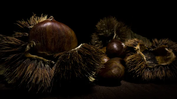 Curly and chestnut photographed with the technique of light painting — Stock Photo, Image