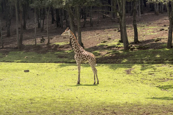 Giraffa — Foto Stock