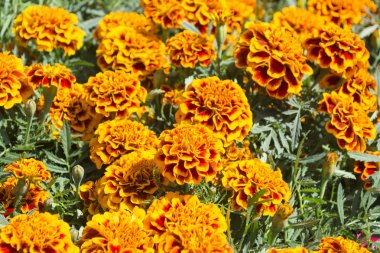 Giant marigold flower  - Cempasuchil Flower clipart