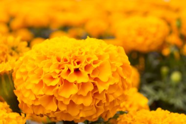 Dev kadife çiçeği çiçek - Cempasuchil çiçek