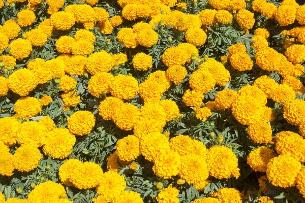 Óriás körömvirág virág - virág Cempasuchil — Stock Fotó