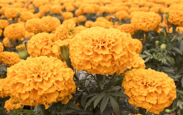 Flor de caléndula gigante - Flor de Cempasuchil —  Fotos de Stock