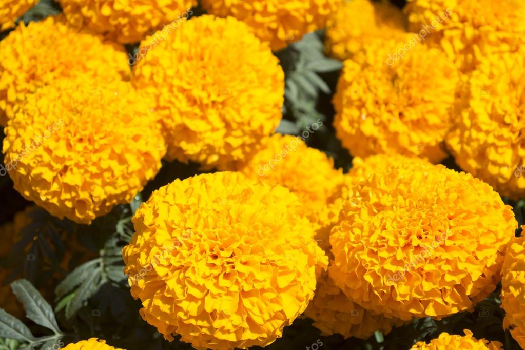 Giant marigold flower - Cempasuchil Flower Stock Photo by ©Camel20000  86593432