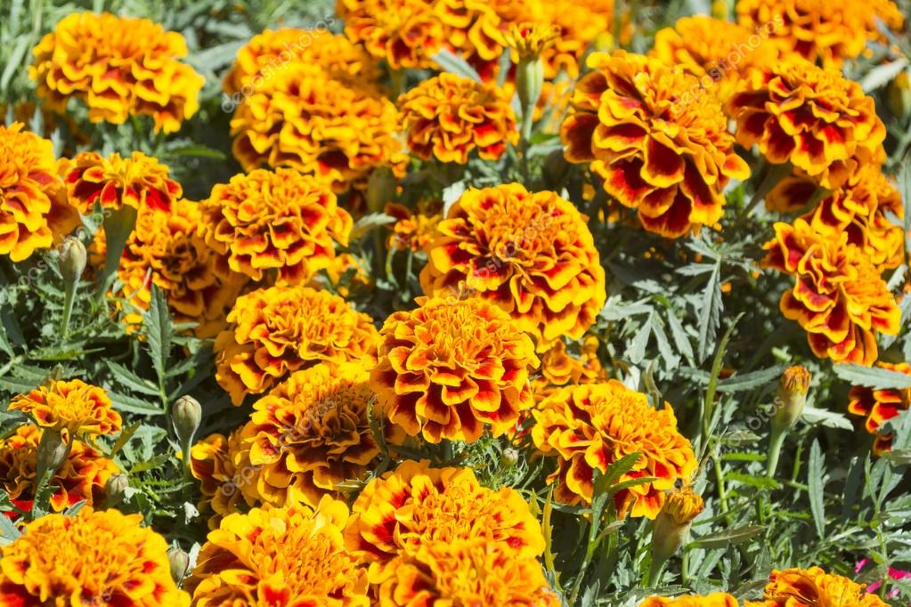 Giant marigold flower - Cempasuchil Flower Stock Photo by ©Camel20000  86594132
