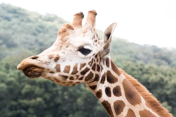 Profil żyrafa patrząc na kamery — Zdjęcie stockowe