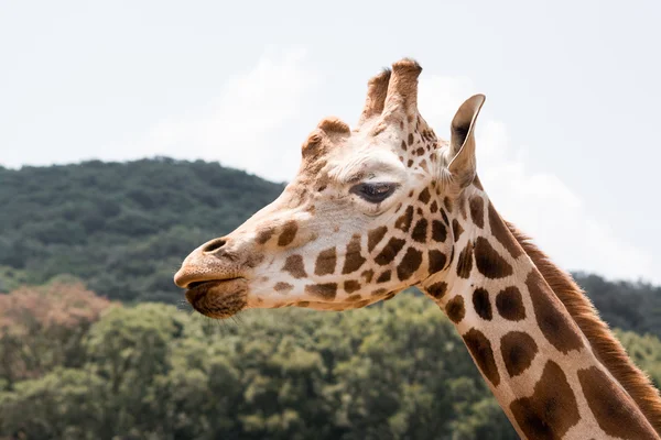 Profile of a Giraffe Looking at the Camera — Stock Photo, Image