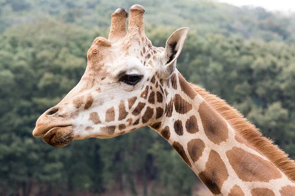 Profile of a Giraffe Looking at the Camera — Stock Photo, Image